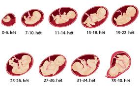 terhestanacsadas-es-szulesfelkeszites-2